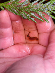 Eubranchipus oregonus