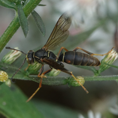 Polistes fuscatus