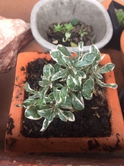 Magnoliopsida