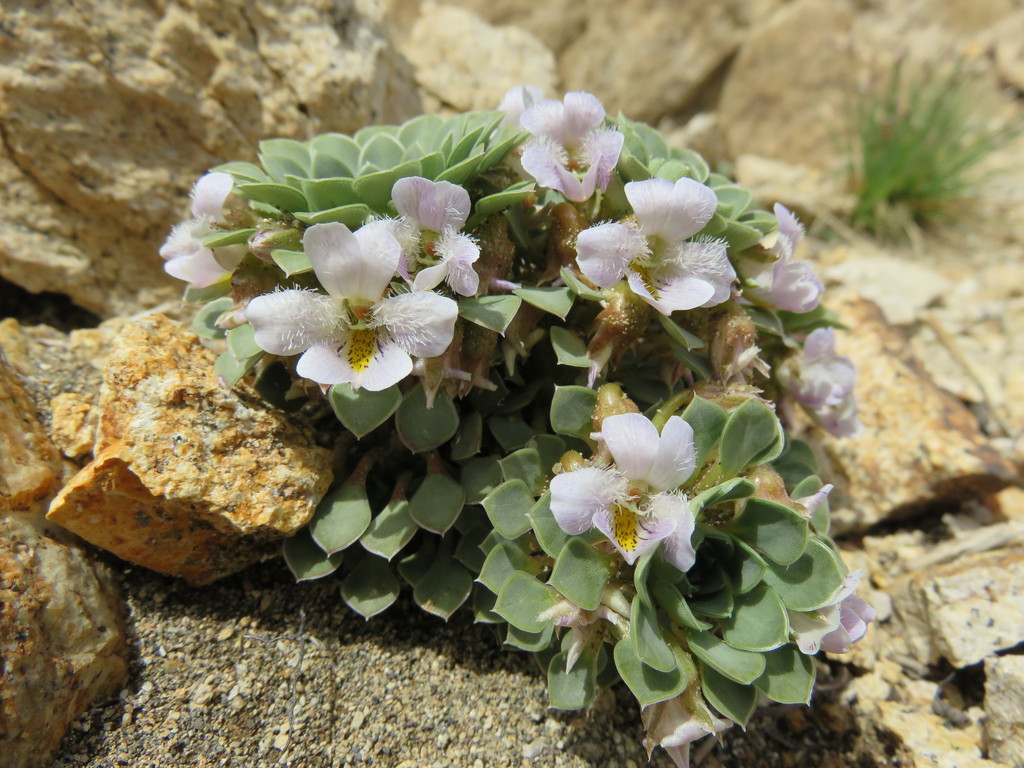 Viola petraea
