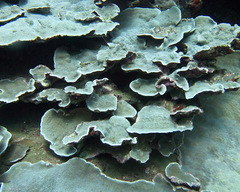 Porites rus
