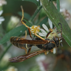 Polistes fuscatus