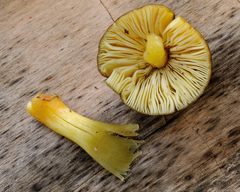 Pluteus romellii