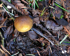 Pluteus romellii
