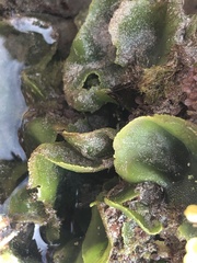 Dictyosphaeria sericea