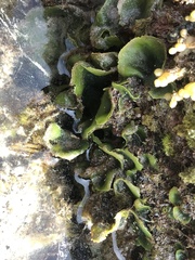 Dictyosphaeria sericea