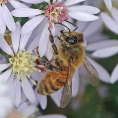 Apis mellifera