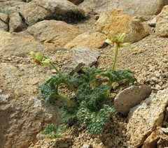 Blumenbachia prietea