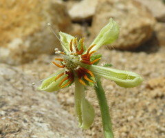 Blumenbachia prietea