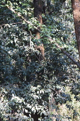 Ilex discolor tolucana