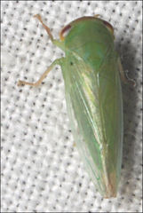 Rosopaella leurensis