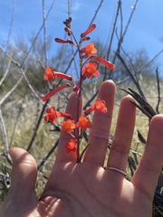 Penstemon subulatus
