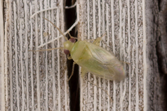Phylinae