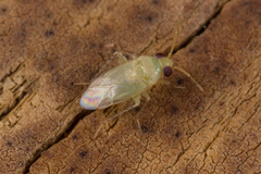 Phylinae