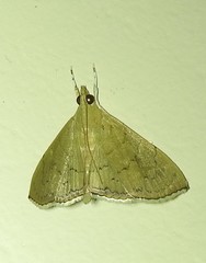 Hyalobathra crenulata