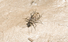 Cylindera apiata