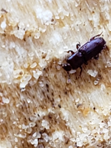 Cerylon unicolor photo 4
