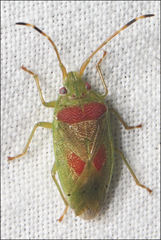Eupolemus virescens