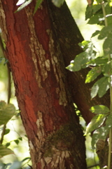 Copaifera langsdorffii