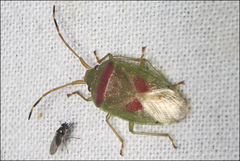 Eupolemus virescens