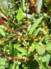 Ischnura aurora aurora