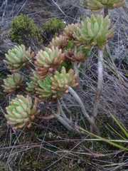 Echeveria quitensis