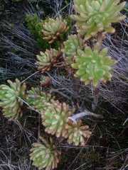 Echeveria quitensis