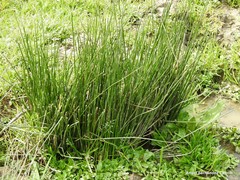 Juncus inflexus