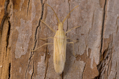 Mecidea lindbergi