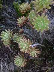 Echeveria quitensis