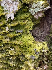 Metzgeria crassipilis