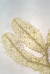 Metzgeria crassipilis