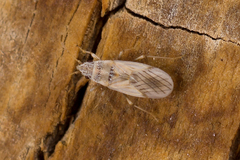 Oxycarenidae