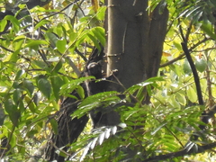 Callithrix penicillata