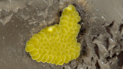 Doratifera oxleyi