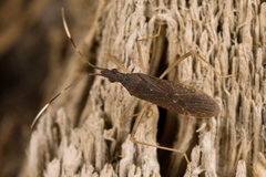 Dicranocephalus insularis