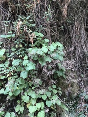 Heuchera longipetala