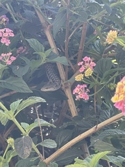 Elgaria multicarinata webbii