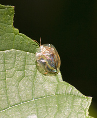 Coptocycla contemta