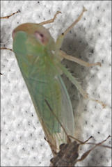 Rosopaella leurensis