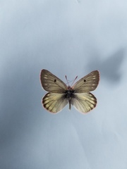 Colias nastes aliaska