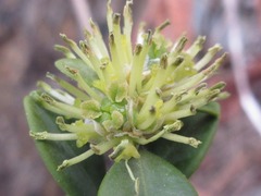 Buxus koreana