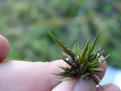 Sphagnum macrophyllum