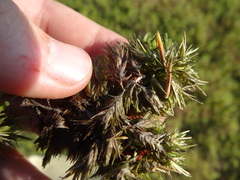 Sphagnum macrophyllum