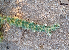 Euphorbia leucophylla