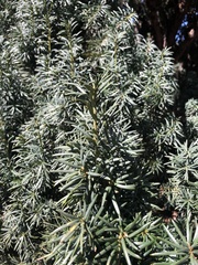 Taxus baccata