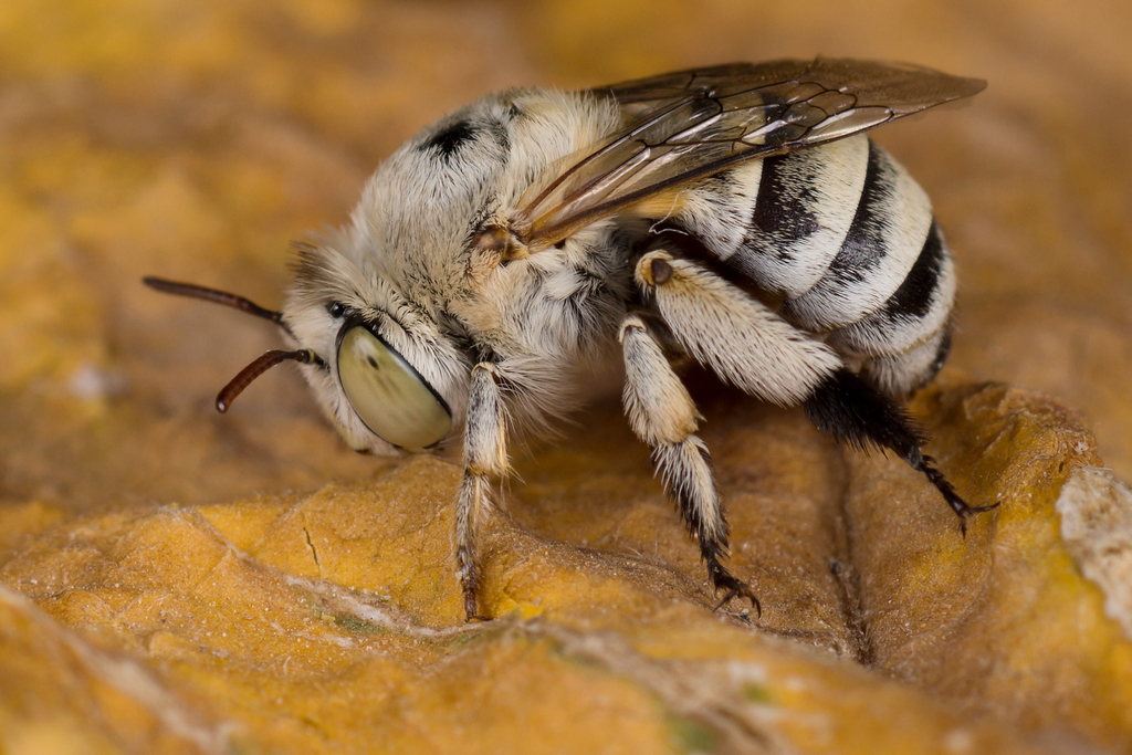 Amegilla mucorea