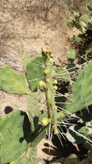 Opuntia feroacantha