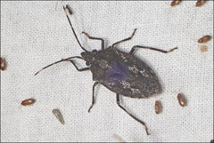 Aglaophon variegatus