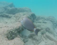Acanthurus nigroris